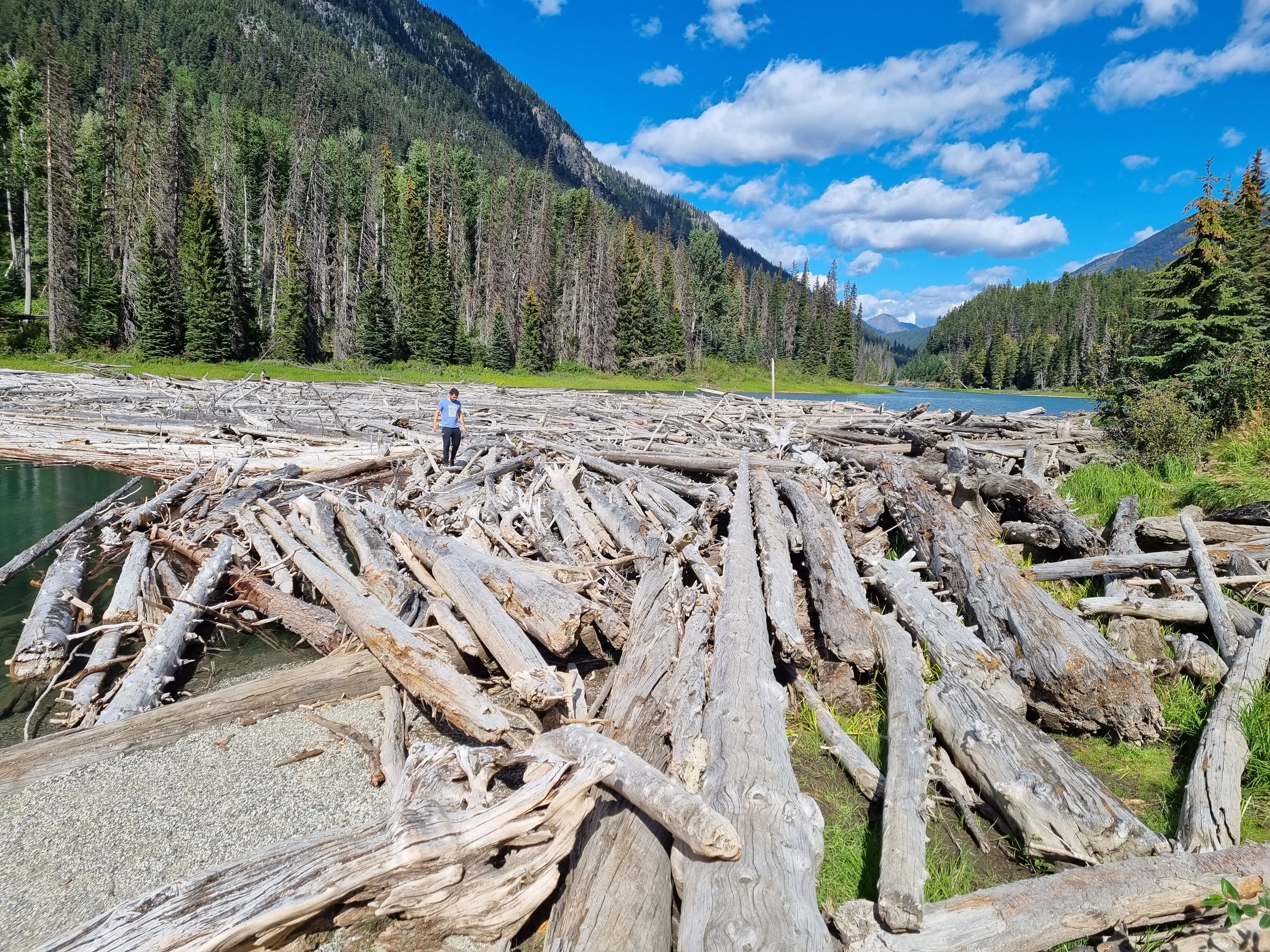 Kanada river with a lot of wood all over the place.